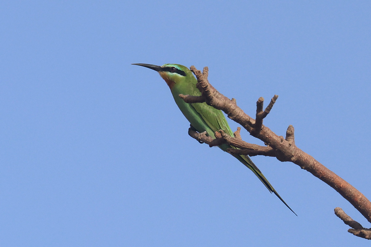 Blue-cheeked Bee-eater